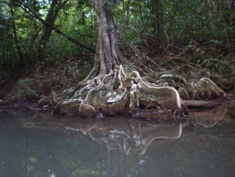 Dominica Indian River13